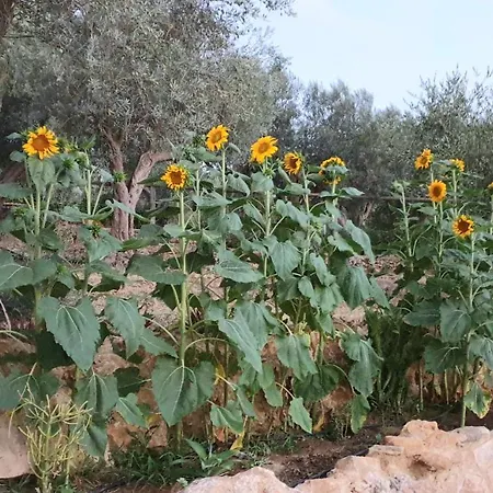 Uliwood-3